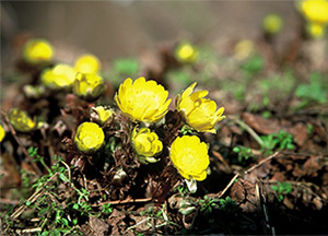花コラム 第17回 おめでたい あったか い花 フクジュソウを守ろう 胡蝶蘭専門店プレミアムフラワー 公式 通販 販売 法人ギフト対応