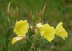 第24回 本当の月見草をご覧になりましたか 胡蝶蘭専門店プレミアムフラワー 公式 通販 販売 法人ギフト対応