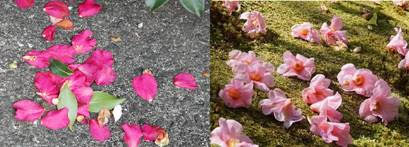 第27回 サザンカ サザンカ咲いた道 胡蝶蘭専門店プレミアムフラワー 公式 通販 販売 法人ギフト対応