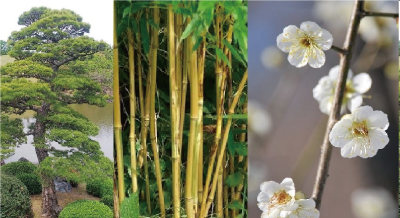 第29回 松は梅より上等なの 松竹梅の意味合いと順番 胡蝶蘭専門店プレミアムフラワー 公式 通販 販売 法人ギフト対応