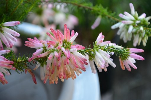 第39回 パンデミック下の再生の匂い ヒース エリカ の花 胡蝶蘭専門店プレミアムフラワー 公式 通販 販売 法人ギフト対応