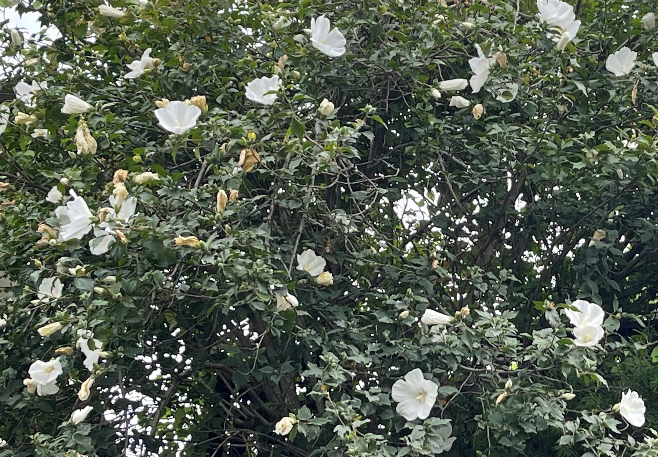 花コラム第48回 ムクゲに込められた思い 胡蝶蘭専門店プレミアムフラワー 公式 通販 販売 法人ギフト対応 花コラム第48回 ムクゲに込められた思い 胡蝶蘭専門店プレミアムフラワー 公式 通販 販売 法人ギフト対応