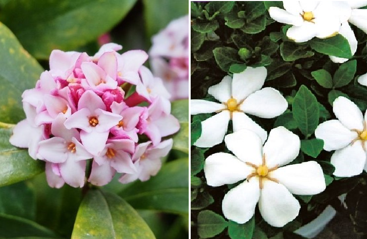 花コラム第49回 キンモクセイのプルースト効果 胡蝶蘭専門店プレミアムフラワー 公式 通販 販売 法人ギフト対応