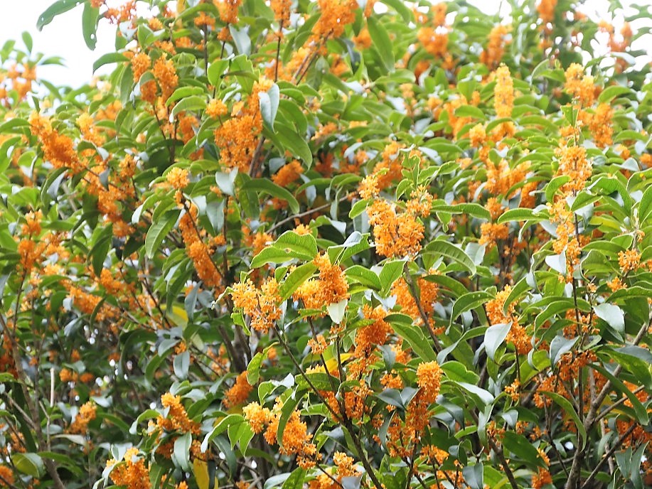 花コラム 第49回 キンモクセイのプルースト効果 胡蝶蘭専門店プレミアムフラワー 公式 通販 販売 法人ギフト対応