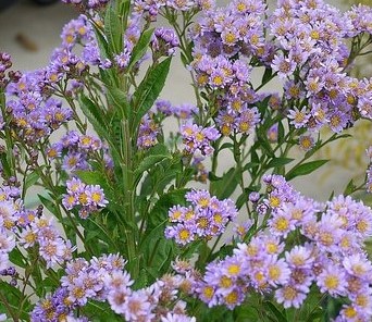 プレミアムフラワーの花コラム 胡蝶蘭専門店プレミアムフラワー 公式 通販 販売 法人ギフト対応
