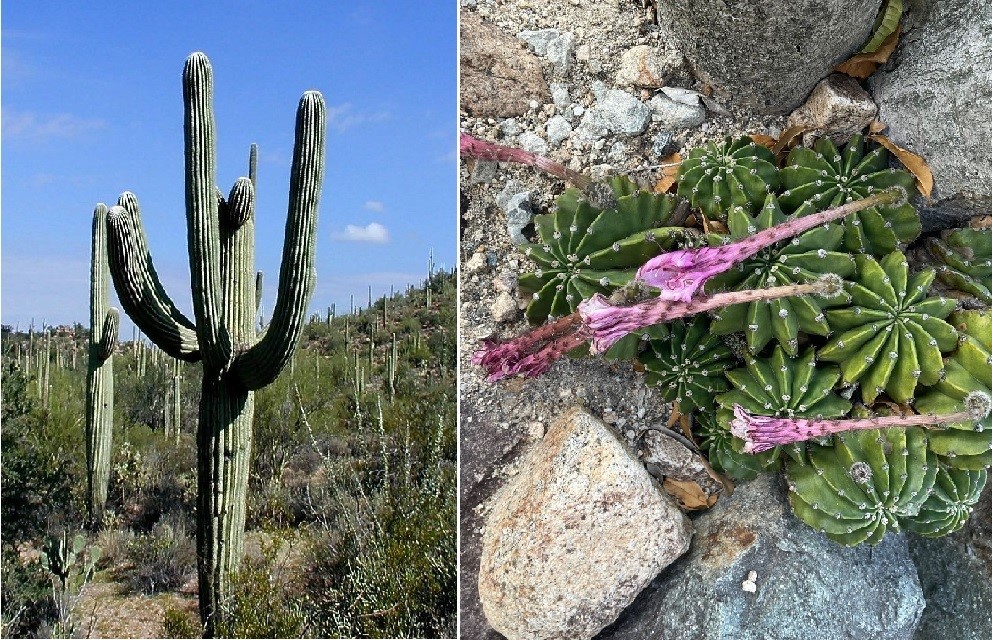 花コラム 胡蝶蘭専門店プレミアムフラワー 公式 通販 販売 法人ギフト対応