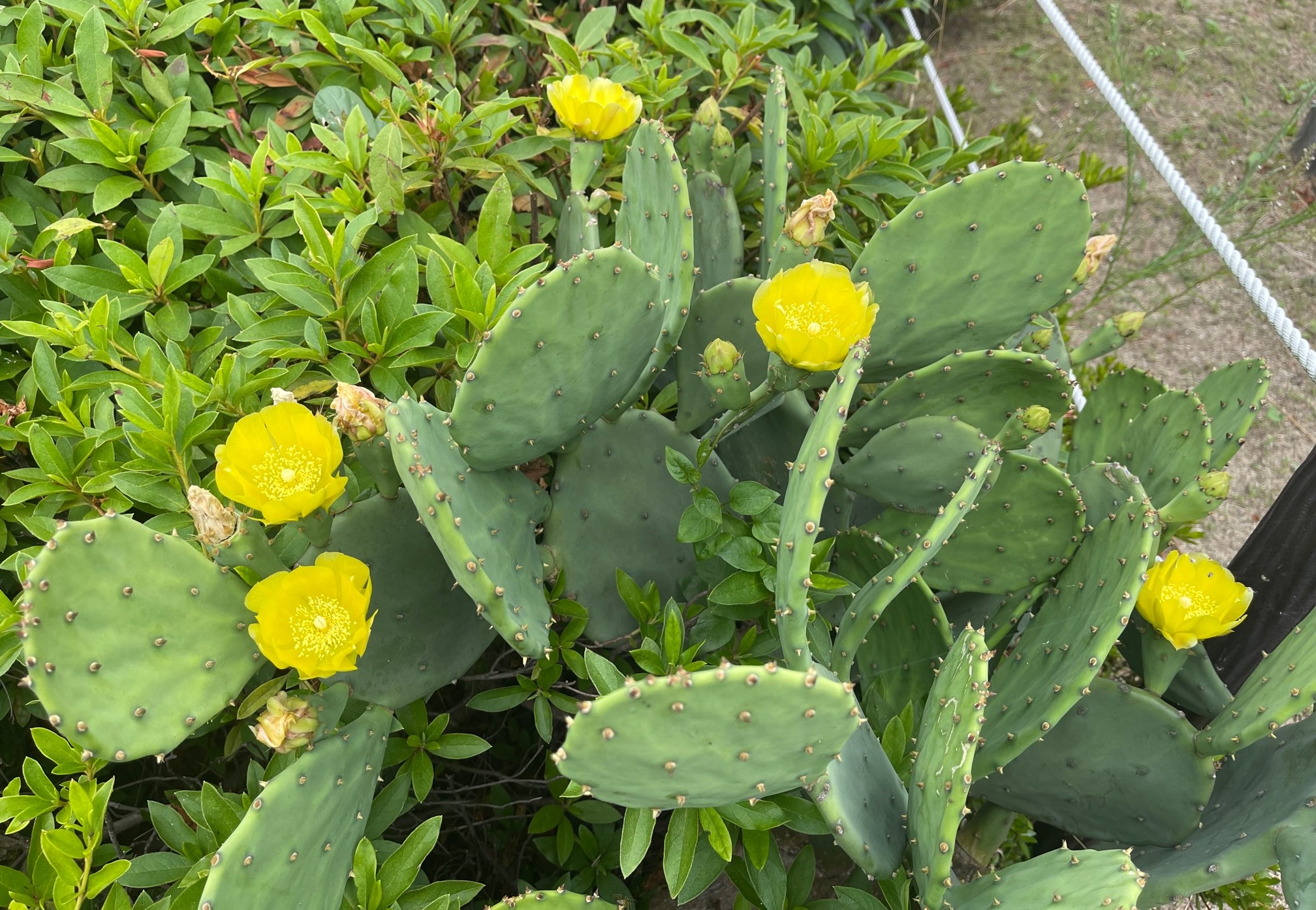 花コラム 胡蝶蘭専門店プレミアムフラワー 公式 通販 販売 法人ギフト対応