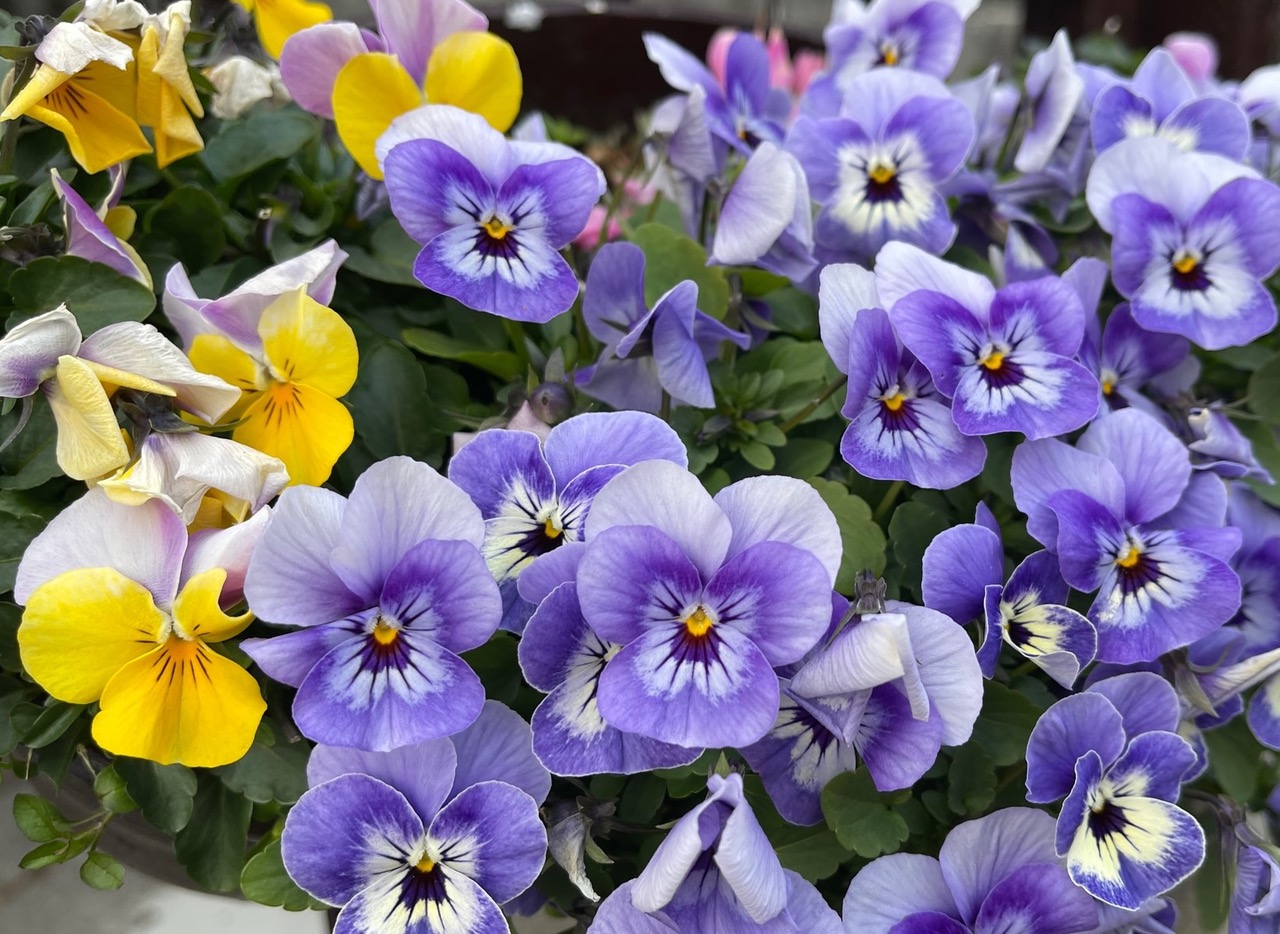 図鑑 辞書 生花 差し花 四季の花 全10冊+解説+はなてちょう その他