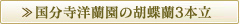 国分寺洋蘭園の胡蝶蘭3本立