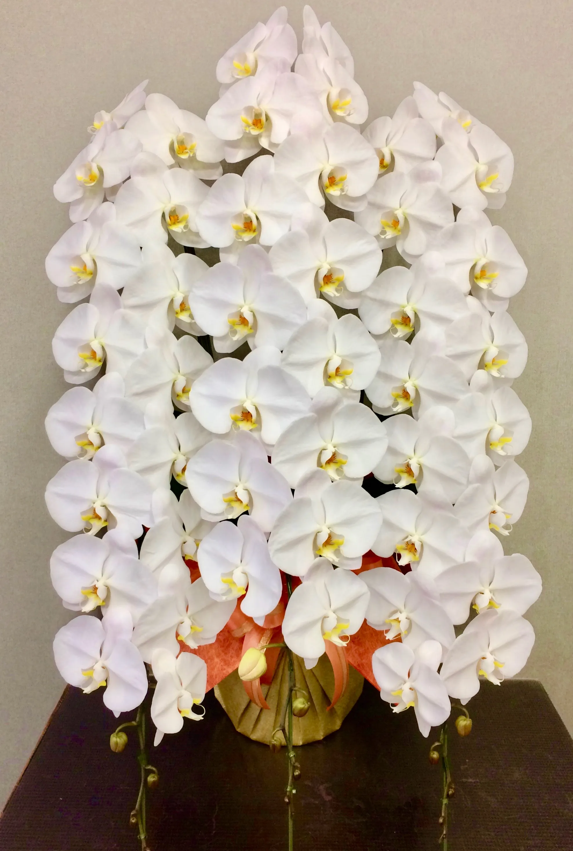 胡蝶蘭 プレミアム