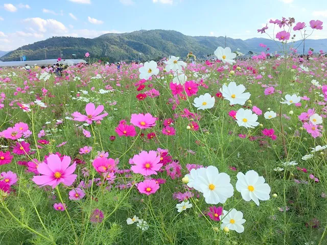 花と宇宙