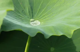 ハスは神秘的、不思議な花