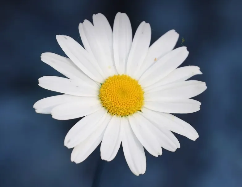 リヤドロ　‎マーガレットの花占い 花占いで有名なマーガレットの花言葉をご紹介！ | FLOWER