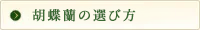 胡蝶蘭の選び方